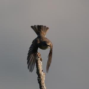 Spotted Flycatcher