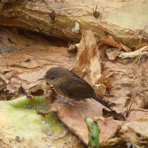Unknown Species