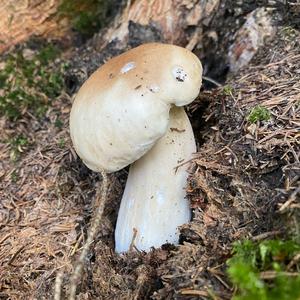 Steinpilz