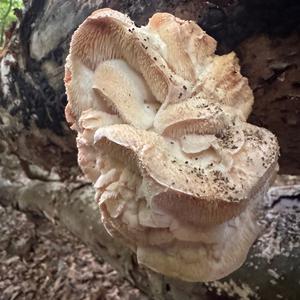 Unknown Species