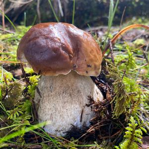 Steinpilz