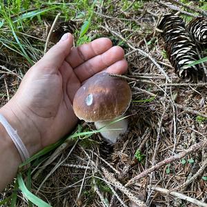 Steinpilz