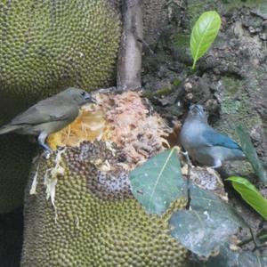 Unknown Species