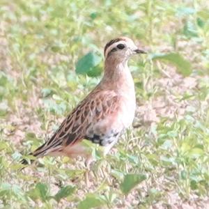 Eurasian Dotterel