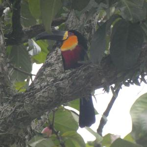 Unknown Species