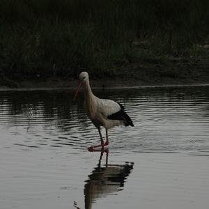 Weißstorch