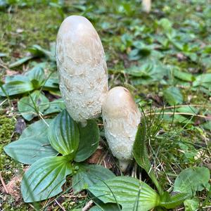 Shaggy Mane