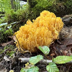 Straight-branched Coral