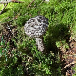 Old Man of the Woods