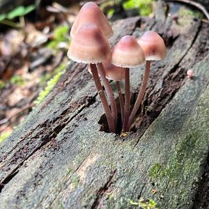 Bleeding Mycena