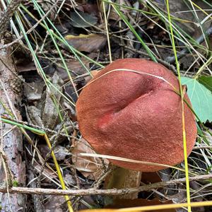 Red-capped Scaber Stalk