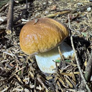 Steinpilz