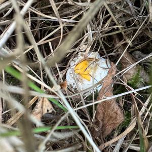 Caesar´s Mushroom