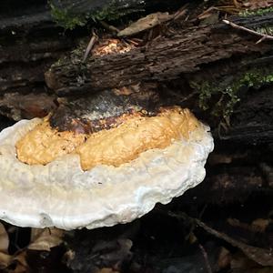 Red-belted Polypore