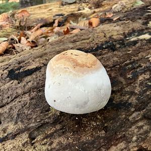 Unknown Species