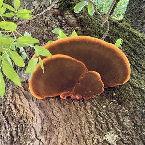 Unknown Species
