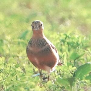 Eurasian Dotterel