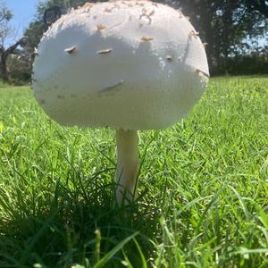 Unknown Species