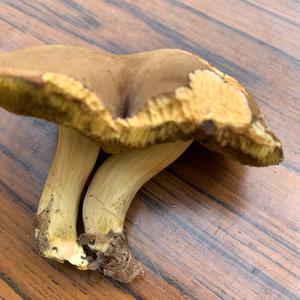 Unknown Species