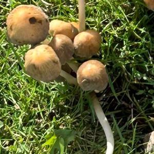 Unknown Species