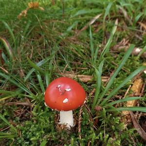 Fly Agaric