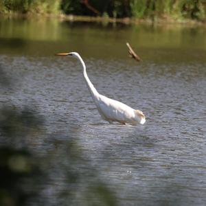 Silberreiher