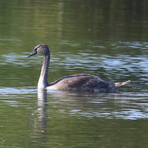 Höckerschwan