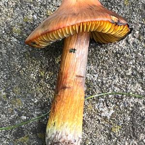 Blackening Wax-cap