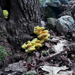 Chicken Mushroom