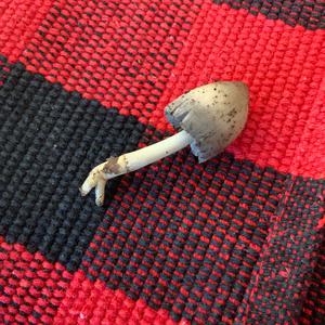 Unknown Species