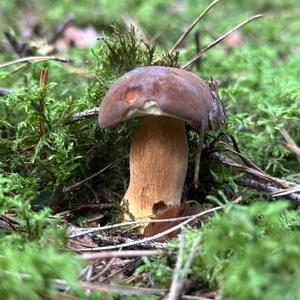 Bay Bolete