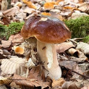 King Bolete