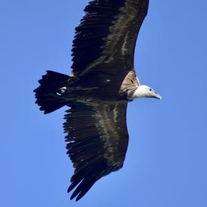 Griffon Vulture