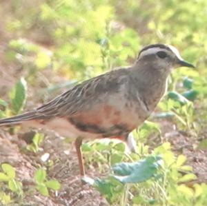 Eurasian Dotterel