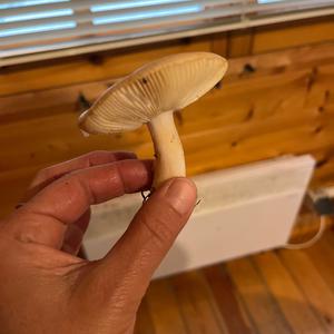 Unknown Species