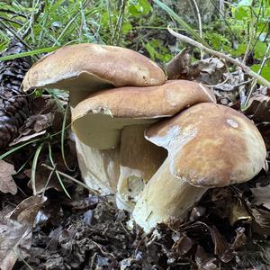 Summer Bolete