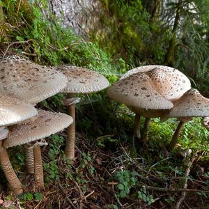 Unknown Species