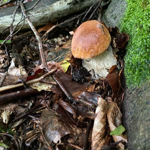 Steinpilz