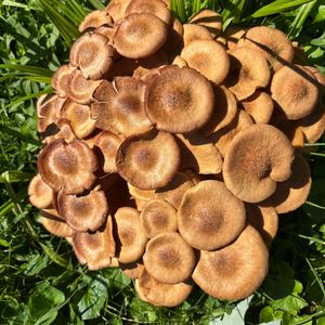 Unknown Species