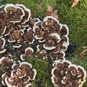Unknown Species