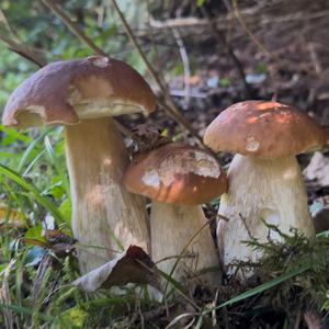 King Bolete