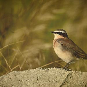 Northern Wheatear