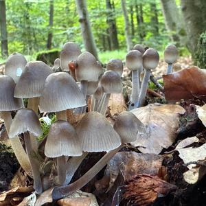 Unknown Species