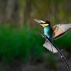 European Bee-eater