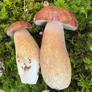 Summer Bolete