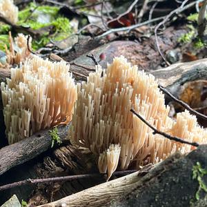 Crown Coral