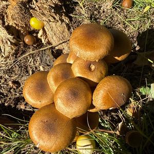Unknown Species