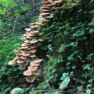 Honey Fungus