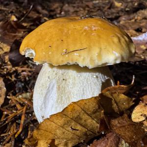 King Bolete
