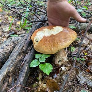 Summer Bolete